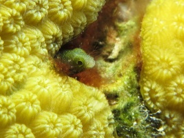 4 Spinyhead Blenny IMG 4040